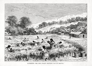 Sběr koky Erythroxylum coca v Bolívii, 1877 od Unbekannt