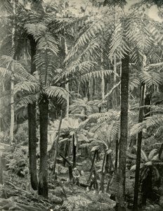 Giant Ferns v Gembrooku, 1901. od Unbekannt