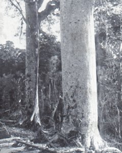 Obří strom Kauri, konec 19. a začátek 20. století. od Unbekannt