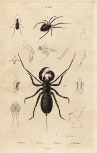 Obří bič štír, Mastigoproctus giganteus, brouk, druh Theratus, a pavouk pavučinový, druh Theridion od Unbekannt