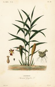 Zázvor nebo kořen zázvoru, Zingiber officinale, Amomum zingiber, Gingembre od Unbekannt