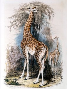 Žirafa si prohlíží strom, 1836 od Unbekannt