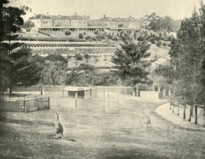 Gladesville Asylum for the Insane, New South Wales, 1901. od Unbekannt