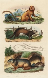 Tamarín zlatý, Leontopithecus rosalia, ohrožený 1, svišť alpský, Marmota marmota 2 a doupě a fretka nebo tchoř, Mustela putorius 3 od Unbekannt