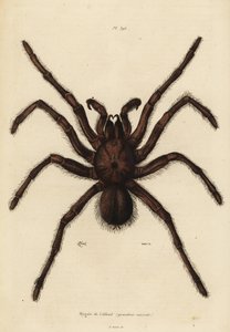Pavouk ptákožrout Goliáš, Theraphosa blondi od Unbekannt