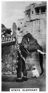 Vládní slon ve státním kostýmu, Jižní Indie, c1925 od Unbekannt
