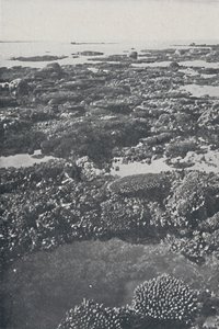 Velký bariérový útes, 1924 od Unbekannt