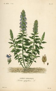 Velká modrá lobelie, Lobelia siphilitica, Lobelia siphilitica, Lobelia syphilitique od Unbekannt