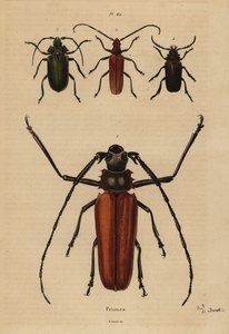 Tesařík velký, Enoplocerus armillatus 1, Aegosoma scabricorne 2, Pyrodes nitidus 3 a Prionus desmaretii 4 od Unbekannt