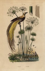 Rájovník velký, Paradisaea apoda a papyrusová tráva, Cyperus papyrus od Unbekannt