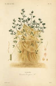 Dodder větší nebo dodder evropský, Cuscuta europaea, cucute od Unbekannt