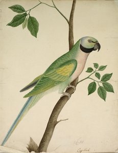 Papoušek zelený, c. 1820. od Unbekannt