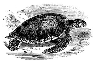 Zelená želva Chelone mydas, c1890 od Unbekannt