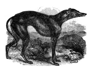 Greyhound, 1848 od Unbekannt