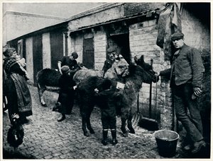 Péče o osly costers, Londýn, c1903 1903 od Unbekannt