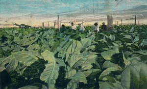 Pěstování tabáku, Kuba, 1909 od Unbekannt