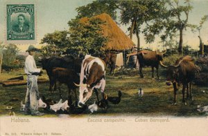 Habana. Escena campestre - kubánský barnyard, c1910 od Unbekannt