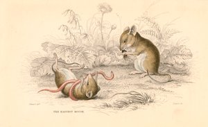 Sklizňová myš Micromys minutus ze Starého světa, 1828 od Unbekannt