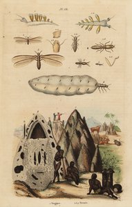 Harvestor termitů a mohylníků, druhů Microhodotermes a mořských slimáků, Tergipes tergipes od Unbekannt