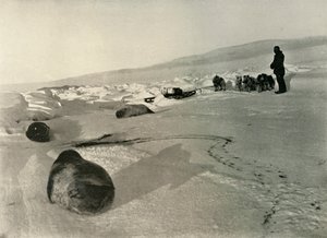 Tažení tuleního masa pro zimní čtvrti, c1908, 1909 od Unbekannt