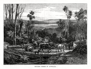 Odvoz dřeva, Austrálie, 1877 od Unbekannt
