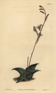 Haworthia venosa (recurved aloe, Aloe recurva) od Unbekannt