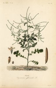 hořčice ze živého plotu, Sisymbrium officinale, Erysimum officinale, Velar od Unbekannt