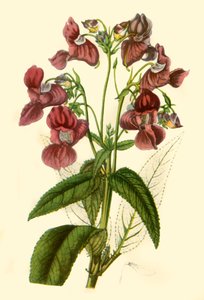 „Himálajský balzám: Impatiens Glandulifera“, 1840, 1944. od Unbekannt