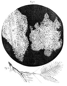 Hookesova pozorování buněčné struktury korku a snítky Sensitive Plant, 1665 od Unbekannt