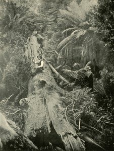 How Are The Mighty Fallen, 1901. od Unbekannt
