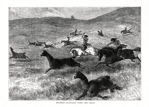 Lov na Guanacos s Bolas, Jižní Amerika, 1877 od Unbekannt