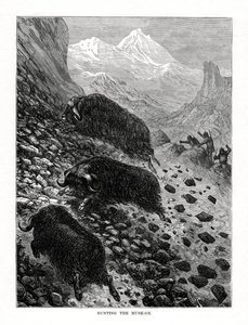 Lov pižmoňa, 1877 od Unbekannt