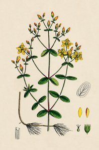 Hypericum Boeticum. St. Johns Wort, 19. století od Unbekannt
