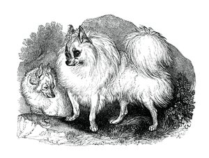 Islandský pes, 1848 od Unbekannt