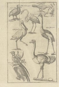 Ilustrační obrázky z Vorgebürges des Guten Hope a jejich hotentotů od Kolba, Petera a utgitt od Beya Petera Conrada Monatha (de, 1745) od Unbekannt