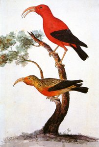 Ilustrace/Iiwi/Iwi/Scarlet Honeycreeper/Scarlet Hawaiian Honeycreeper od Unbekannt