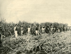Na cukrové plantáži Queensland, 1901. od Unbekannt