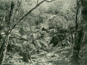 V pohoří Dandenong, 1901. od Unbekannt