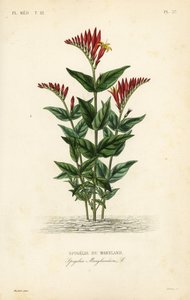 Indická růžová nebo lesní růžovka, Spigelia marilandica, Spigelia marylandica, Spigelie du Maryland od Unbekannt