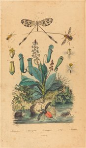 Insects and Flowers, published 1837.    1205198   cs       czech Successfully Translated  Original: Hotel Jacques Coeur at Bourges, c. 1865. Translat: Hotel Jacques Coeur at Bourges, c. 1865. 1202523 cs czech Successfully Translated Original: Apollo (from  od Unbekannt