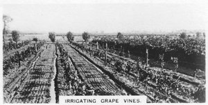 Zavlažování vinné révy, Austrálie, 1928 od Unbekannt