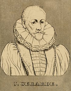J. Gerarde, c1545-1612, 1830. od Unbekannt