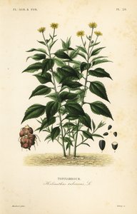 Topinambur nebo jehla, Helianthus tuberusus, Tapinambor. od Unbekannt