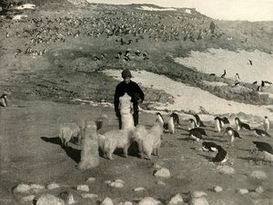 Joyce and the Dogs in the Penguin Rookery, c1908, 1909. od Unbekannt