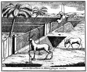 Khoikhois odchyt antilopy, Jižní Afrika, 18. století 1931 od Unbekannt