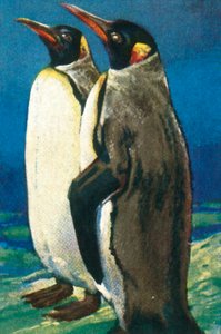 King penguins, c1928. od Unbekannt