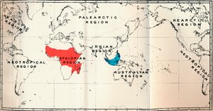 Lemuroidea - II. Mapa, zobrazující rozšíření Tarsiidae Blue a Galaginae Red, 1897 od Unbekannt