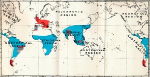Lemuroidea - IV. Mapa, zobrazující distribuci Living Blue a Fossil Red Anthropoidea, 1897 od Unbekannt