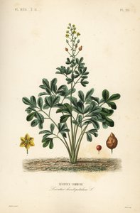 Leontice, Leontice leontopetalum, obec Leontice od Unbekannt