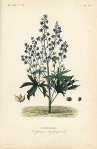 Like-Bene a Stavessere, Delphinium Staphysagriae, Staphysagri od Unbekannt